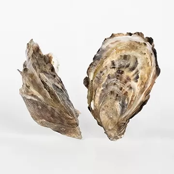 Diploïdie versus Triploïdie