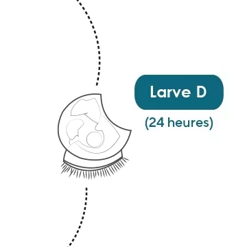 Illustration d'une larve D