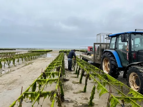 Ouvrier ostréicole