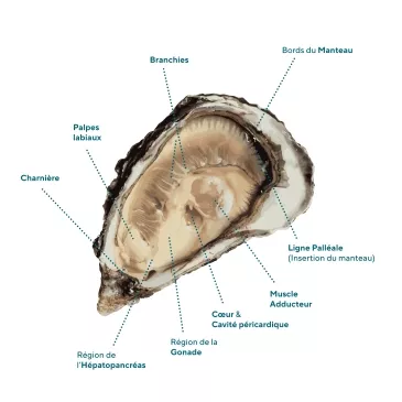 Schéma anatomie de l'huître