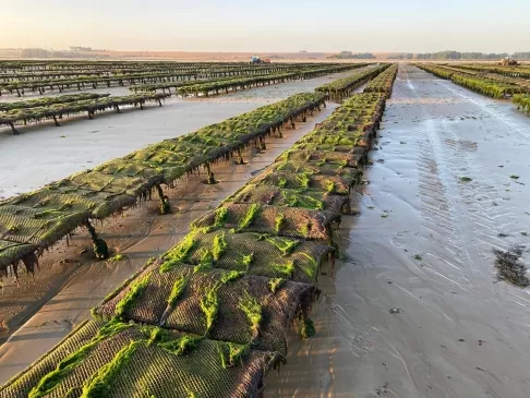 Parc ostréicole